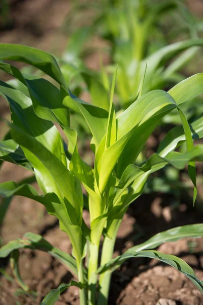 Genç Mısır - stok görüntü alanı