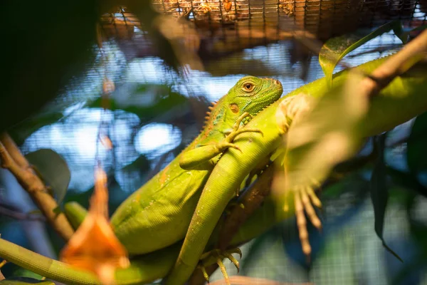 Bukalemun bir kafes - stok görüntü içinde