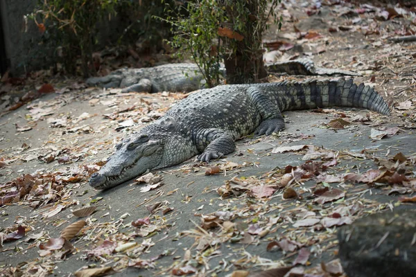 Crocodilo Zoológico Imagem Stock — Fotografia de Stock