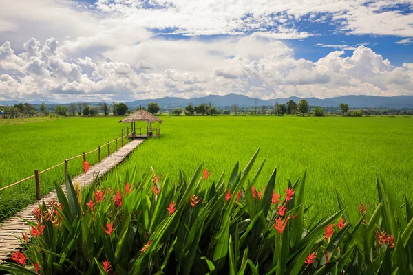 Hütte Und Reisfeld Der Natur Thailand — Stockfoto