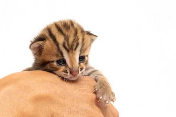 Bengal yavru kedi ve beyaz arka plan üzerinde insan eli