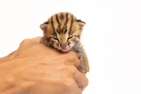 Bengal Yavru Kedi Beyaz Arka Plan Üzerinde Insan Eli Stok Fotoğraf