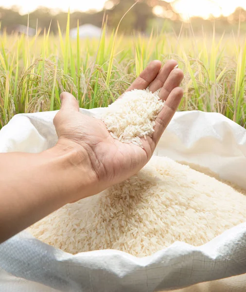 Weißer Reis in der Hand auf dem Reisfeld - Archivbild Stockbild