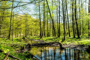 Las Kozowiecki kapsülü Lubartowem