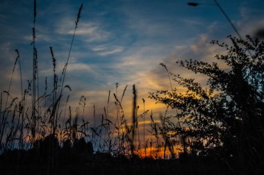 Batan güneşin ortasında otlar