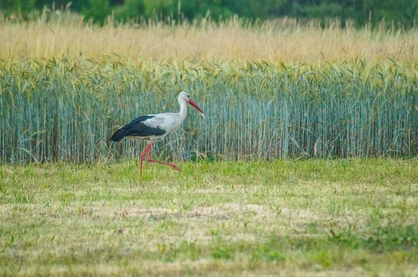 White Stork Field — Stock Photo, Image