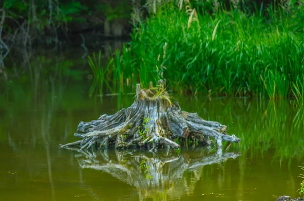 Árvores Água — Fotografia de Stock