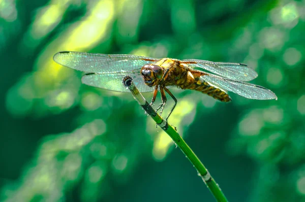 Yusufçuk bir su tesisi