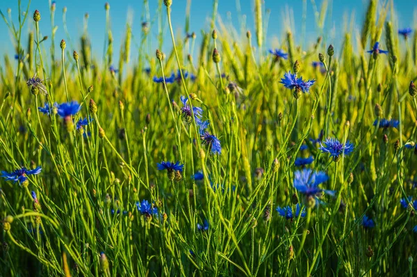 필드에 Cornflowers — 스톡 사진