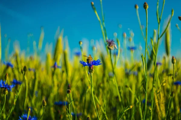 Een Honingbij Bestuiven Korenbloemen Het Veld — Stockfoto