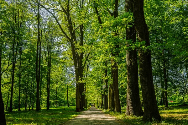 Yol Zwierzyncu Parkında Telifsiz Stok Fotoğraflar