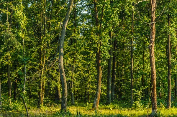 Kozlowiecki Peyzaj Park Lubartow yakınındaki
