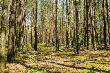 Çam ormanı içinde Lubartow