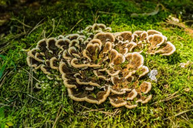 Korkozab kieliszkowaty (Phellodon tomentosus)