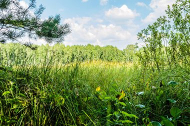Bitkiler şehir gölet