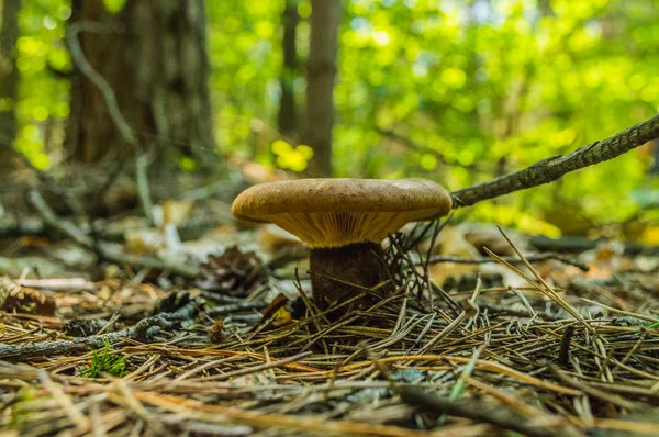 Paxillus Involutus Jedovaté Houby — Stock fotografie