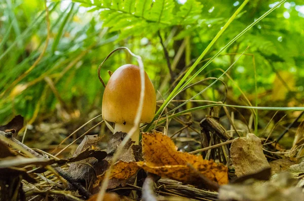 Muchomor Cesarski Amanita Cesarea — Foto de Stock