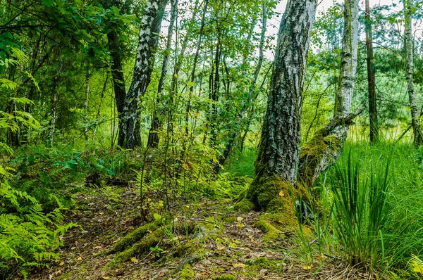 Humedales Bosque — Foto de Stock