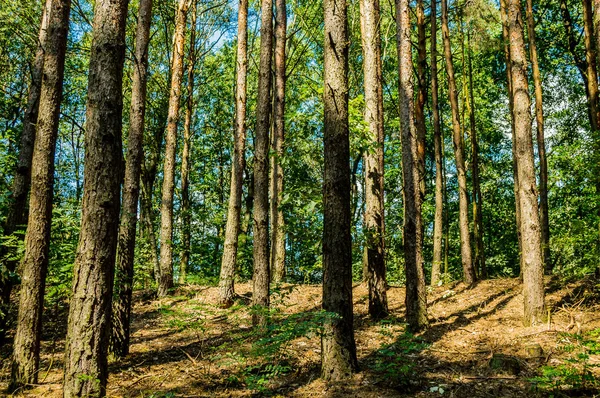 Yazın Çam Ormanı Telifsiz Stok Fotoğraflar