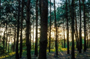 Ağaçlar arasında güneş ışınları