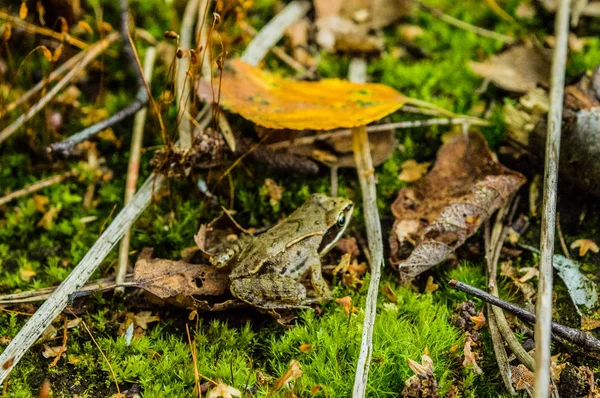 Ένας Νεαρός Βάτραχος Στο Δάσος — Φωτογραφία Αρχείου