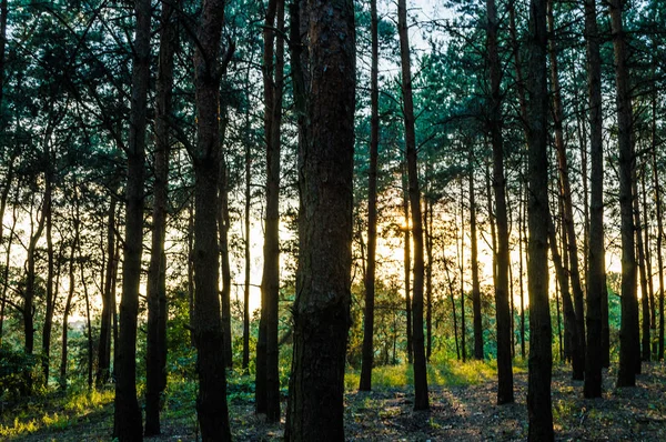 Ağaçlar Arasında Güneş Işınları Telifsiz Stok Fotoğraflar