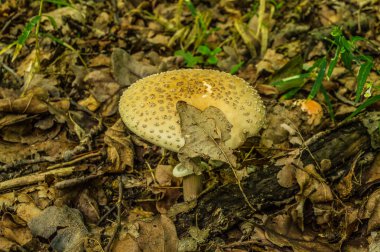 Kırmızı Toadstool- Amanita rubescens