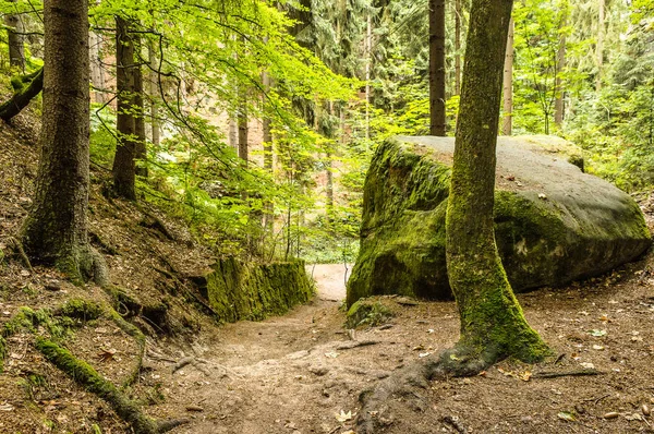 Una Strada Forestale Tra Rocce — Foto Stock