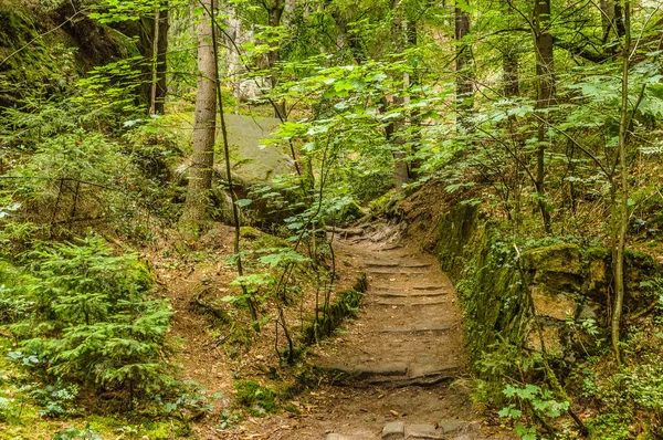 Camino Piedra Bosque — Foto de Stock