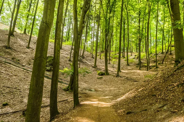 Bosque Robles Otoño — Foto de Stock