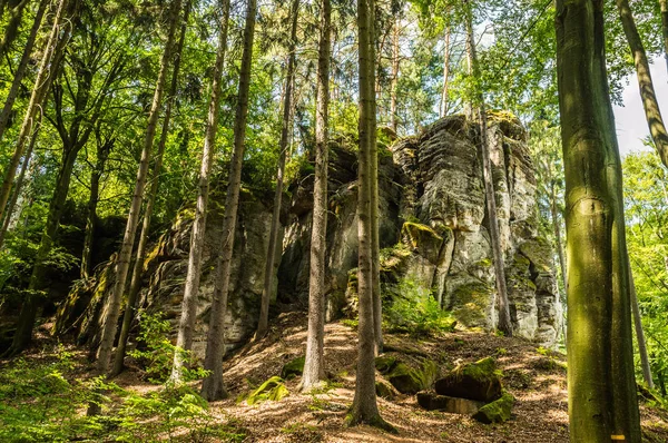 Rocas Bosque — Foto de Stock