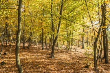 meşe ormanında sonbahar