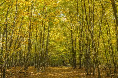 meşe ormanında sonbahar
