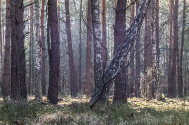 Bahar sezonunda orman