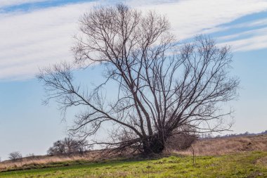 ağaç tepe üzerinde