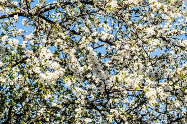 Lubartow çiçek kiraz