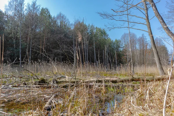 Wetlands Midst Forest — 스톡 사진