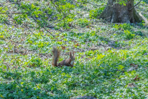 Eichhörnchen Park — Stockfoto