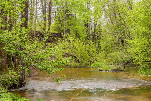 Rzeka Tanew Lesie — Zdjęcie stockowe