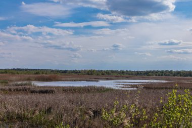 Mytycze gölündeki otlar