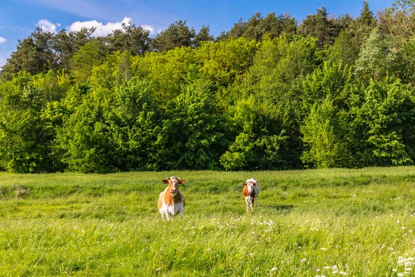 Коровы Пастбище — стоковое фото