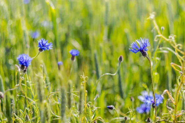 필드에 Cornflowers — 스톡 사진