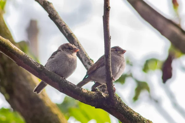 Sperling Auf Einem Ast — Stockfoto