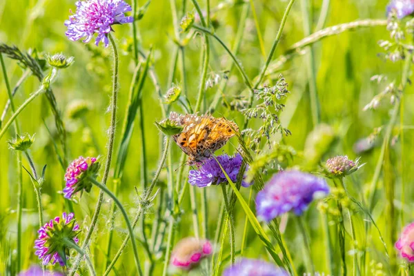 Bir Çiçek Tarlasında Kelebek — Stok fotoğraf