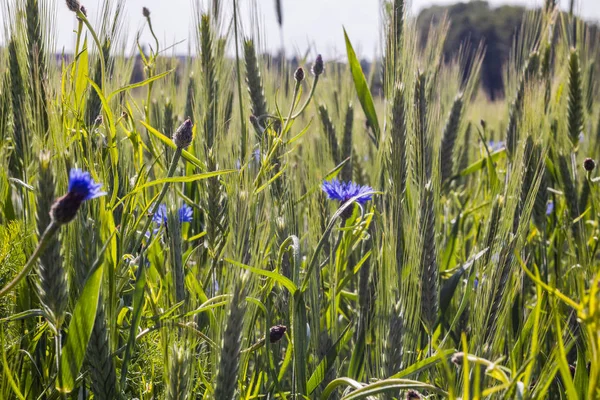 Flores Milho Nos Cereais Fotos De Bancos De Imagens