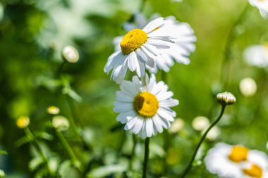Çiçeklenme Camomile-matricaria chamomilla