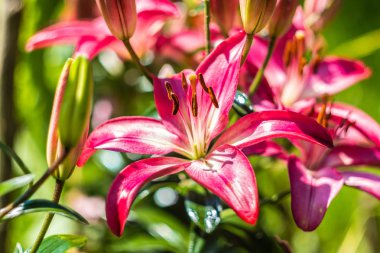 Lilyum-çiçeklenme pembe zambak