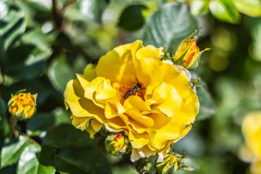 Bahçedeki sarı gül