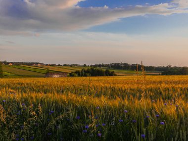 Dzimierz 'de yetiştirilmiş alanlar
