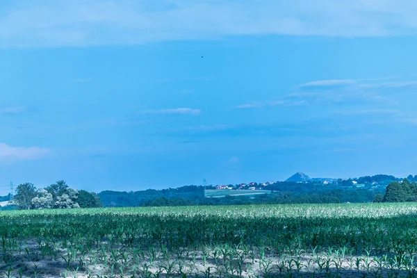 Поле Молодой Кукурузы — стоковое фото